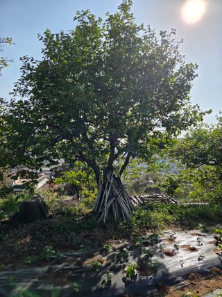 정영석님의 복숭아 · 영농일지 작성글 사진