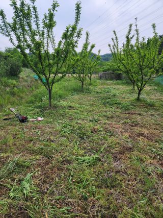 박병한님의 자두 · 영농일지 작성글 사진