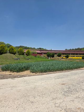 백호순(후추)님의 마늘 · 영농일지 작성글 사진
