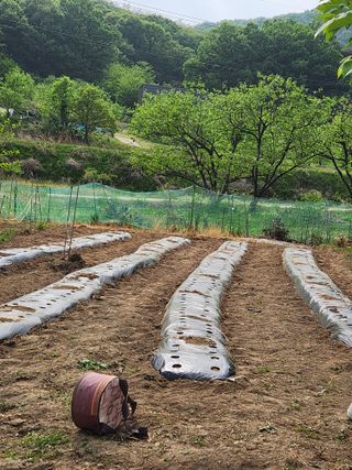임성욱님의 참깨 · 영농일지 작성글 사진