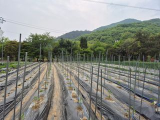 이경옥님의 기타작물 · 영농일지 작성글 사진
