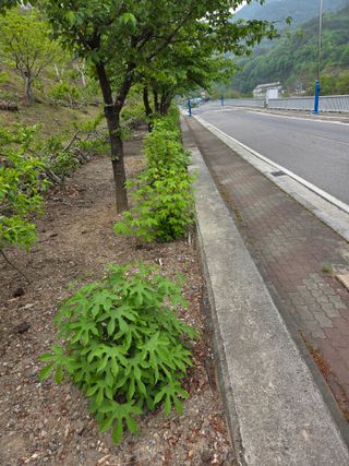 김용대님의 기타작물 · 영농일지 작성글 사진