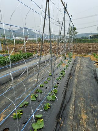백영호님의 오이 · 영농일지 작성글 사진