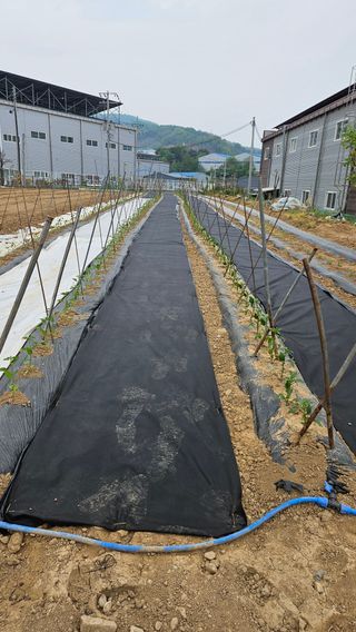 이순정님의 고추 · 영농일지 작성글 사진