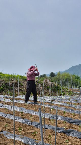 장봉덕님의 고추 · 영농일지 작성글 사진