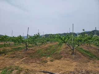 해찬들농원님의 복숭아 · 영농일지 작성글 사진