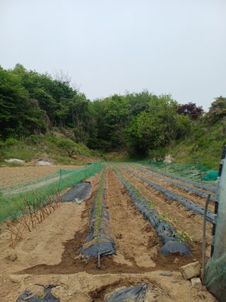 인산님의 기타작물 · 영농일지 작성글 사진