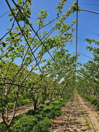 조영민님의 배 · 영농일지 작성글 사진