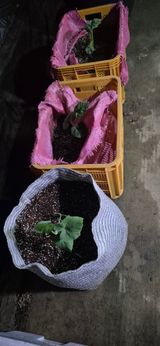 팜모닝 기타작물·영농일지 게시글 이미지