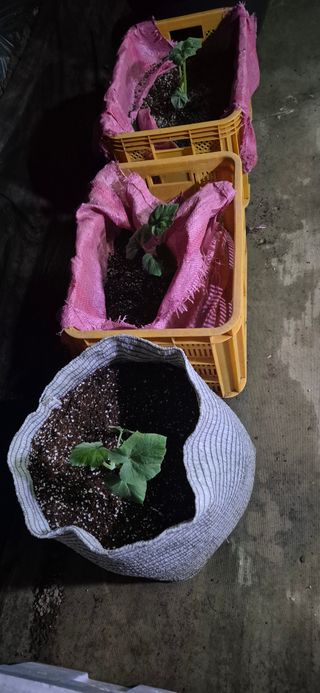 행복하게~님의 기타작물 · 영농일지 작성글 사진