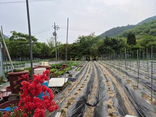 이경옥님의 기타작물 · 영농일지 작성글 사진