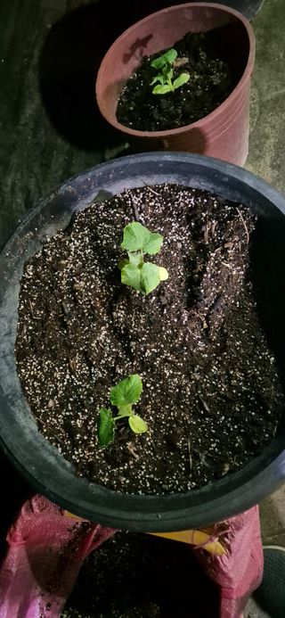 행복하게~님의 기타작물 · 영농일지 작성글 사진
