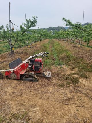 해찬들농원님의 복숭아 · 영농일지 작성글 사진