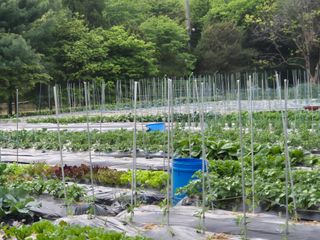 이경옥님의 기타작물 · 영농일지 작성글 사진
