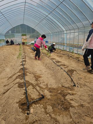 최재영님의 기타작물 · 영농일지 작성글 사진