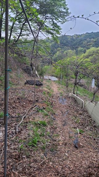매실24738님의 기타작물 · 영농일지 작성글 사진