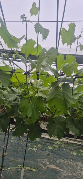이화주님의 포도 · 영농일지 작성글 사진