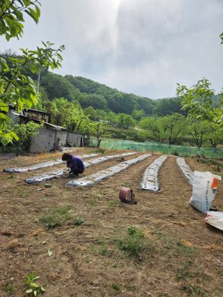 임성욱님의 참깨 · 영농일지 작성글 사진