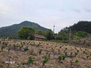 팜모닝회원 바이크농원님의 기타작물 · 영농일지 작성글 사진