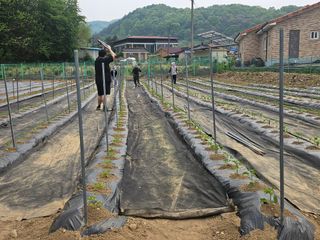 경달현님의 고추 · 영농일지 작성글 사진