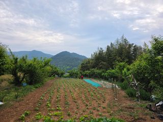 정정치님의 기타작물 · 영농일지 작성글 사진