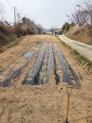 한천수님의 감자 · 영농일지 작성글 사진