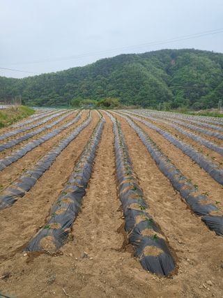 이상욱님의 고추 · 영농일지 작성글 사진