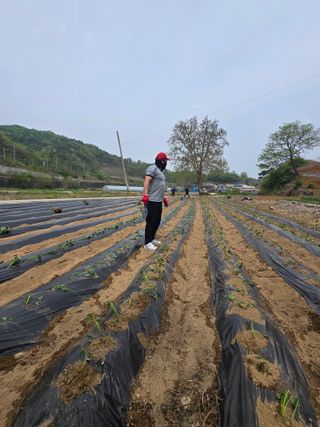 조일성님의 고구마 · 영농일지 작성글 사진