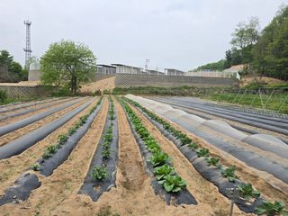 전인오님의 기타작물 · 영농일지 작성글 사진
