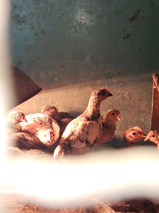 멧돼지님의 작성글 사진