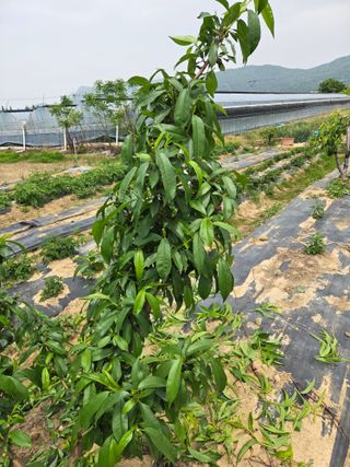 정영석님의 복숭아 · 영농일지 작성글 사진