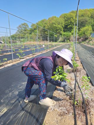 김숙희님의 블루베리 · 영농일지 작성글 사진