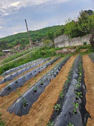 정철수님의 기타작물 · 영농일지 작성글 사진