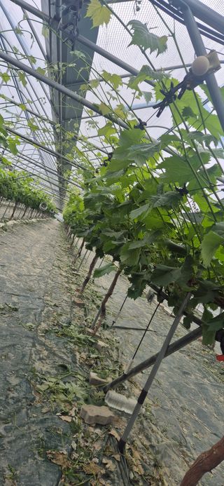 이화주님의 포도 · 영농일지 작성글 사진