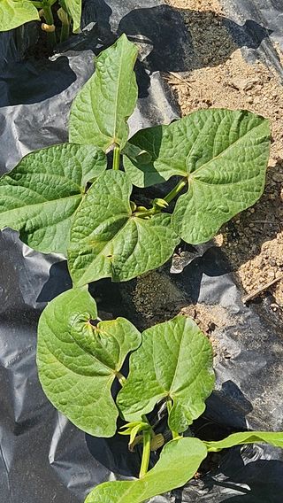김동길님의 감자 · 영농일지 작성글 사진