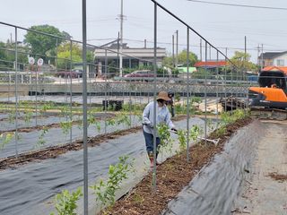 김숙희님의 블루베리 · 영농일지 작성글 사진