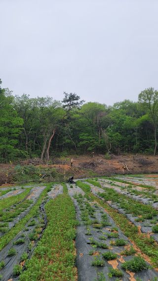 서초농원님의 기타작물 · 영농일지 작성글 사진