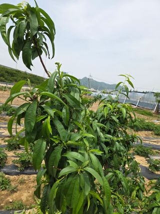 정영석님의 복숭아 · 영농일지 작성글 사진