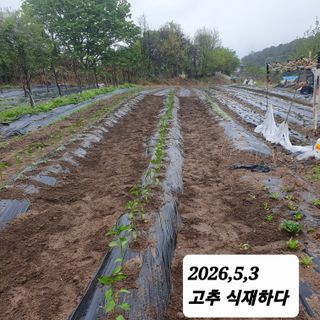 시민농장님의 기타작물 · 영농일지 작성글 사진