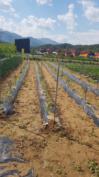 최춘득 청대산 님의 고추 · 영농일지 작성글 사진