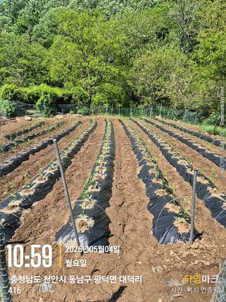 매실21434님의 고추 · 영농일지 작성글 사진