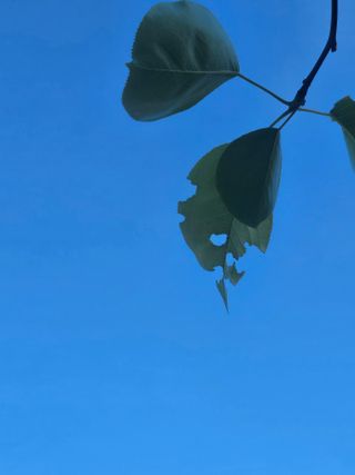 조영민님의 배 · 영농일지 작성글 사진