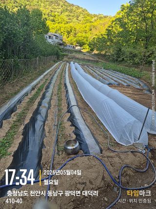 매실21434님의 고추 · 영농일지 작성글 사진