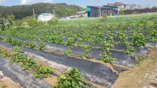 최춘득 청대산 님의 고추 · 영농일지 작성글 사진