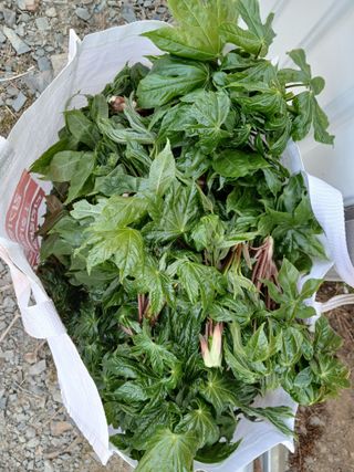 김홍중님의 기타작물 · 영농일지 작성글 사진