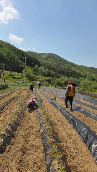 유윤주님의 고추 · 영농일지 작성글 사진