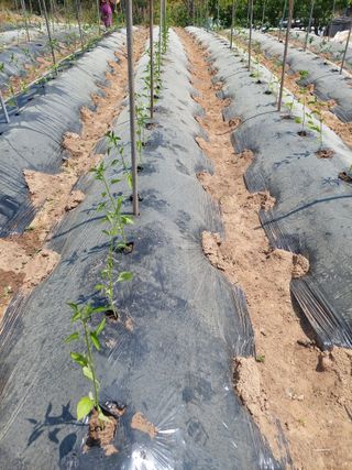 재연농장님의 기타작물 · 영농일지 작성글 사진