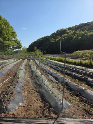 정영순님의 기타작물 · 영농일지 작성글 사진