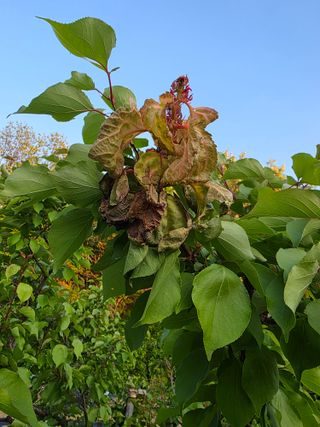 정원용님의 기타작물 · 영농일지 작성글 사진