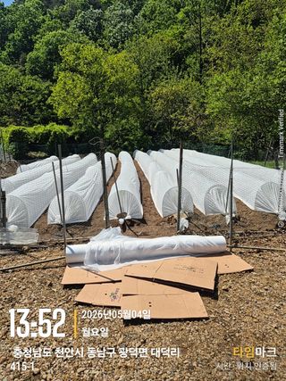 매실21434님의 고추 · 영농일지 작성글 사진